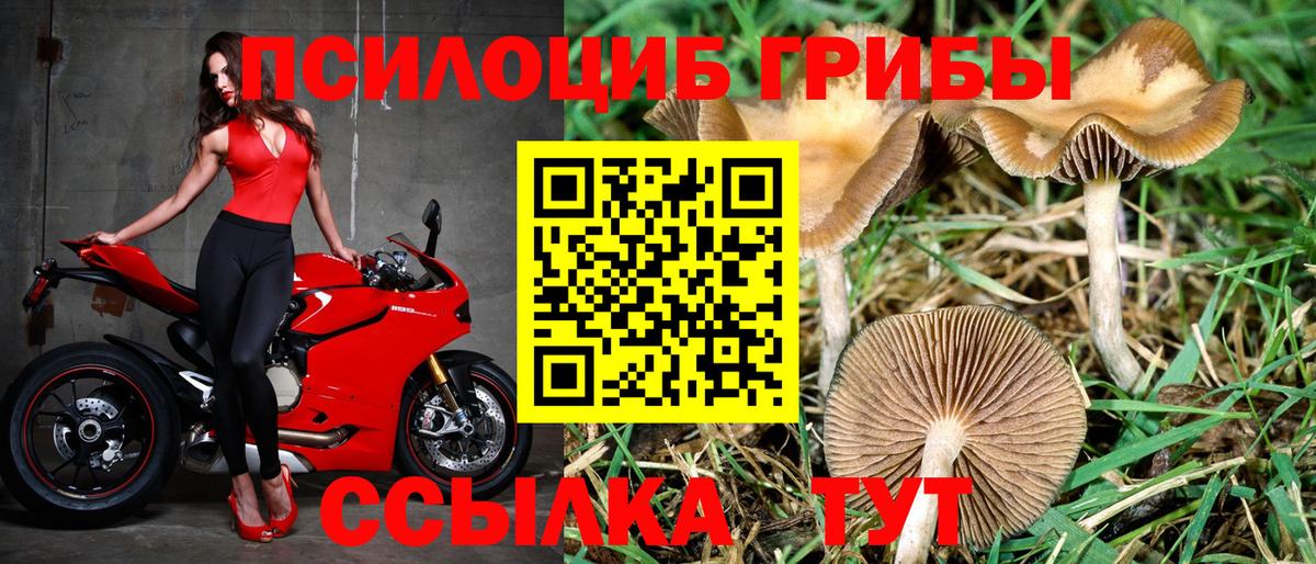 Псилоцибиновые грибы ЛСД Новоалтайск